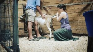 A INTENSE GOAT KIDDING – Kid in the Wrong Birth Position