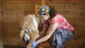 Training Goats to a Milk Stand – Frustrating and Awful