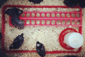 HOW WE BOUGHT CHICKS AT 40% OFF (You Can Too!)