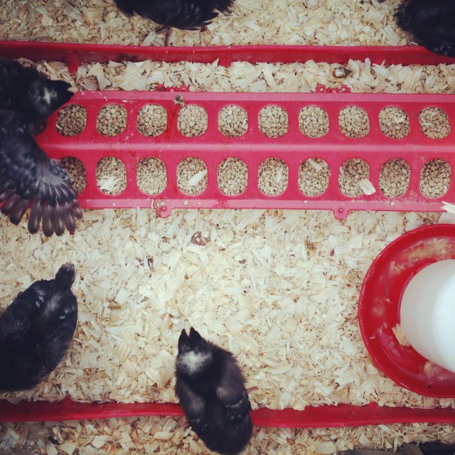 HOW WE BOUGHT CHICKS AT 40% OFF (You Can Too!)