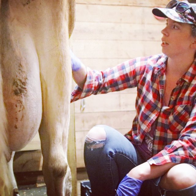MILKING OUR MINI JERSEY FOR THE FIRST TIME this freshening