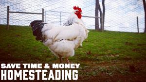Save Time and Money Homesteading with Farmer Brad