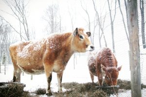 Frost Free Electric Free Livestock Waterer