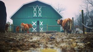 NO MORE MUD! A SIMPLE SOLUTION To Livestock MUD PROBLEM – Heavy Traffic Pads