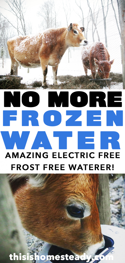 Frost Free Electric Free Livestock Waterer Homesteady