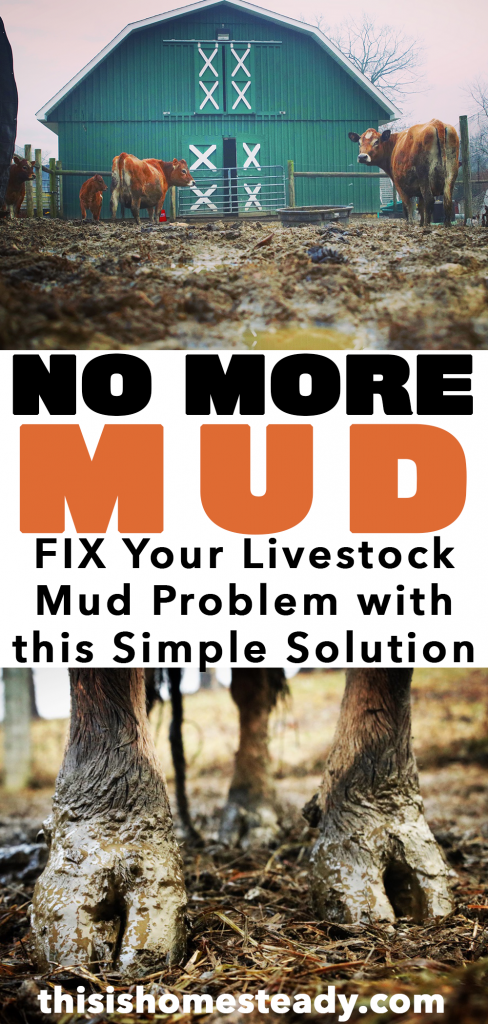 livestock mud problem solved
