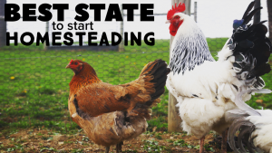 What is the Best State to Homestead In?