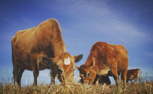 Buying Land for Livestock – What to Look For?