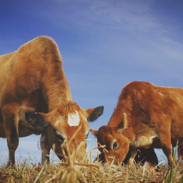Buying Land for Livestock – What to Look For?