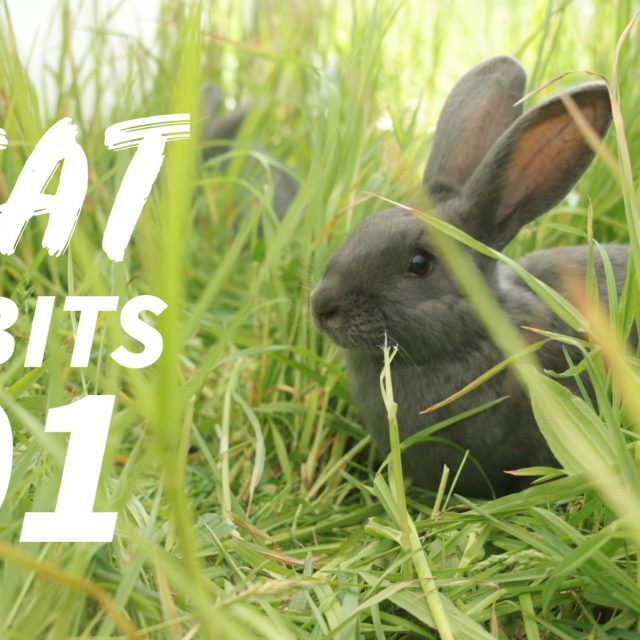 MEAT RABBITS 101