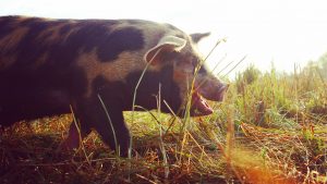 TRUTH VS MYTH… Idaho Pastured Pigs