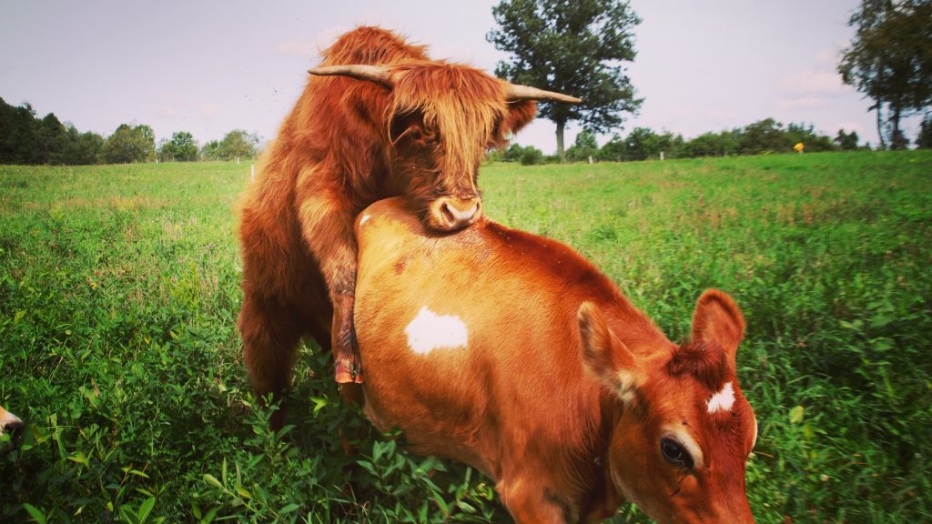 Why are We Cross Breeding Cows? Homesteady