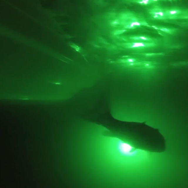The Green Blob