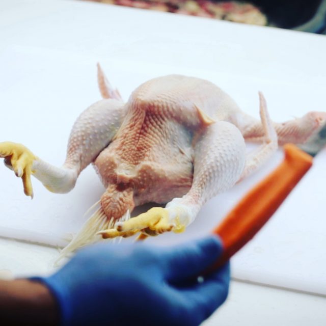 HOMESTEADY’S GUIDE TO RAISING MEAT CHICKENS