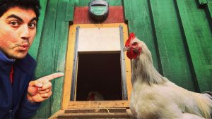 Brinsea Automatic Chicken Coop Door Opener/Closer