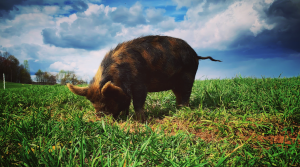 Pasturing Pigs 101 – EVERYTHING YOU NEED TO KNOW