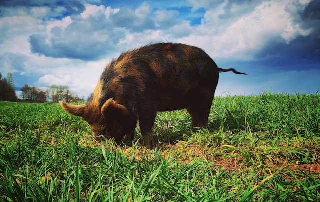 The Truth about PASTURING PIGS
