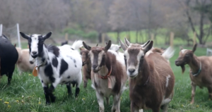 Field Trip to a Mini Goat Farm!