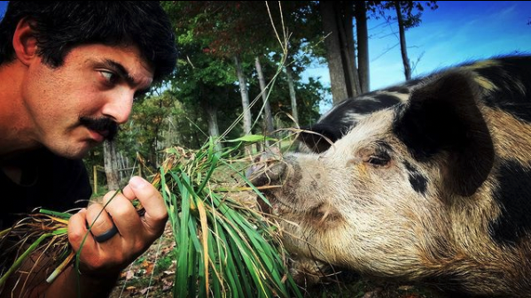 RAISING PIGS FOR LESS $$ ON PASTURE and FODDER