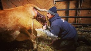 TRYING DESPERATELY TO SAVE A STUCK CALF