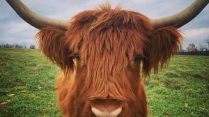 Why is EVERYONE GETTING HIGHLAND CATTLE?