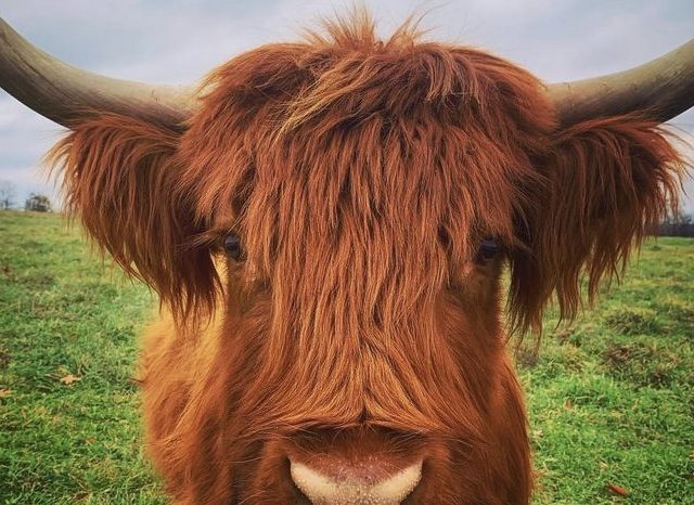 Why is EVERYONE GETTING HIGHLAND CATTLE?