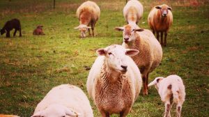 Raising Sheep for Meat… What to Know to Get Started