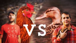 Chickens VS Ducks – A SMACKDOWN! Which Is the BEST HOMESTEAD ANIMAL?