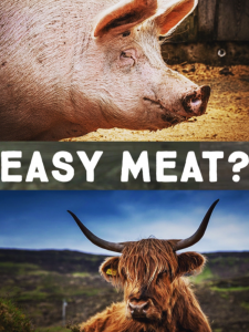 3 EASY MEAT ANIMALS to Raise for BEGINNERS