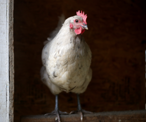 The BEST Way To Start Your Chicken Flock