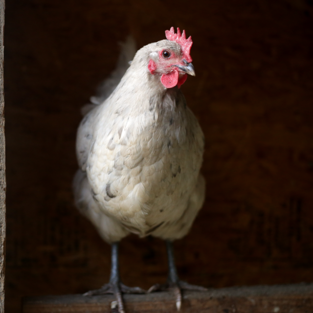 The BEST Way To Start Your Chicken Flock