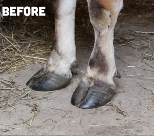 SIMPLE FIX to AVOID BIG PROBLEMS with YOUR COW’S HOOFS