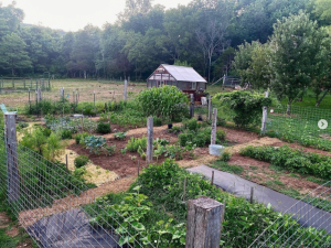 AMAZING TRANSFORMATION From FAILED Blueberry FARM into Self Sufficient Homestead