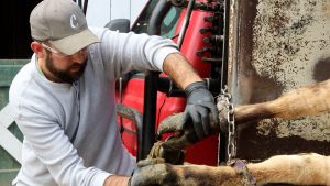 cow getting hoofs trimmed