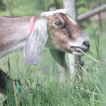Goat Health and Nutrition 101