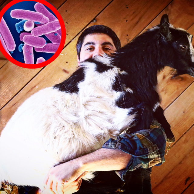 3 DEADLY Problems 90% Of Goat Owners Face. FIX THEM.