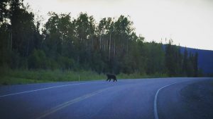 Our Journey to Off-Grid Living: Speed Bumps, Wildfires, and Bears – Oh My!